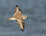 Piping Plover