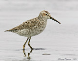 Stilt Sandpiper