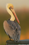 Brown Pelican