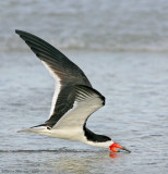 Gulls, Terns, and Skimmers