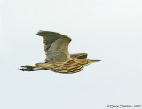 American Bittern