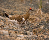 Rock Ptarmigan