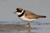 Semipalmated Plover