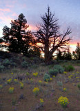 oregon sunshine / sunset