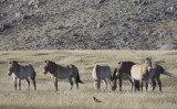 wild native horses