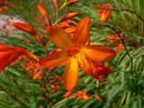 Crocosmia Lucifer
