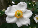 Anmona de hojas de uva (Eriocapitella vitifolia)