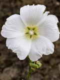 Lavatera Blanca