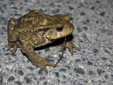 Sapo