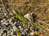 Lagarto Ocelado