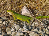 Lagarto Ocelado