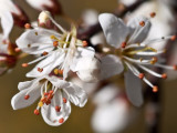 Endrino (Prunus spinosa)