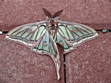 Mariposa isabelina