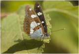  blauwe IJsvogelvlinder - Limenitis reducta