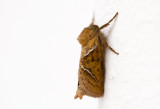 oranje Wortelboorder - Triodia Sylvina