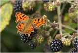 2  gehakkelde Aurelia - Polygonia c-album