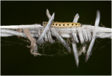 rups van Wilgenstippelmot - Yponomeuta rorrella