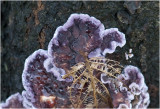paarse Korstzwam - Chondrostereum stereum