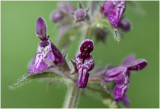 Bosandoorn - Stachys sylvatica