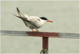 Visdief - Sterna hirundo