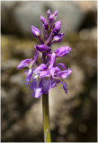 Mannetjesorchis -  Orchis mascula