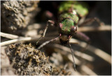 groene Zandloopkever - Cicindela campestris