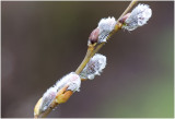 Waterwilg - Salix caprea