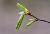 Haagbeuk - Carpinus betulus