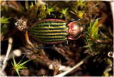 goudgerande Schallebijter - Carabus nitens.