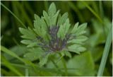 Scherpe Boterbloem - Ranunculus acris