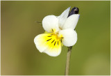 Akkerviooltje - Viola arvensis