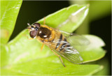 enkele Bandzwever - Epistrophe eligans