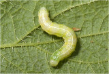rups van de kleine Wintervlinder - Operophtera brumata