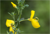 gewone Brem - Cytisus scoparius