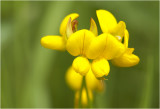 gewone Rolklaver - Lotus corniculatus