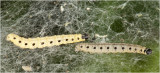 Kardinaalsmutsstippelmot - Yponomeuta cagnagella