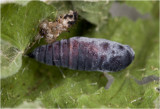 cocon van de kleine Wintervlinder - Operophtera brumata