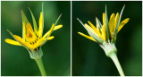 gele Morgenster - Tragopogon pratensis