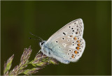 Icarusblauwtje - Polyommatus icarus ( mannetje )