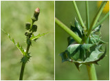 gekroesde Melkdistel - Sonchus asper