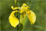 gele Lis - Iris pseudacorus