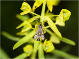 Wolfsmelkwespvlinder - Chamaesphecia tenthrediniformis
