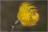 klein Hoefblad - Tussilago farfara ( bloem )