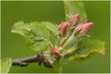 appelbloesem