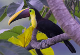 Chestnut mandibled toucan III.jpg