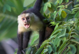 Capuchin just off balcony.jpg