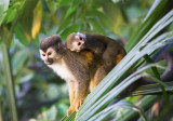 Squirrel Monkey and baby.jpg
