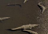Tarcoles river crocodiles III.jpg