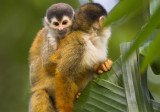 Squirrel monkey with baby at CDR III.jpg