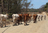 Rush hour on road to Playa Islita.jpg